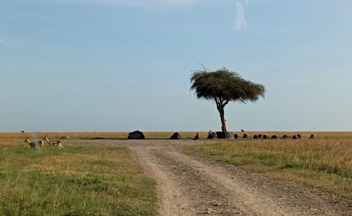 Laikipia Wildlife Forum – Protecting Wildlife Through Collaboration